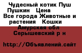 Чудесный котик Пуш-Пушкин › Цена ­ 1 200 - Все города Животные и растения » Кошки   . Амурская обл.,Серышевский р-н